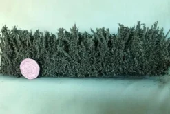 K+M Model Country Hedge 170MM